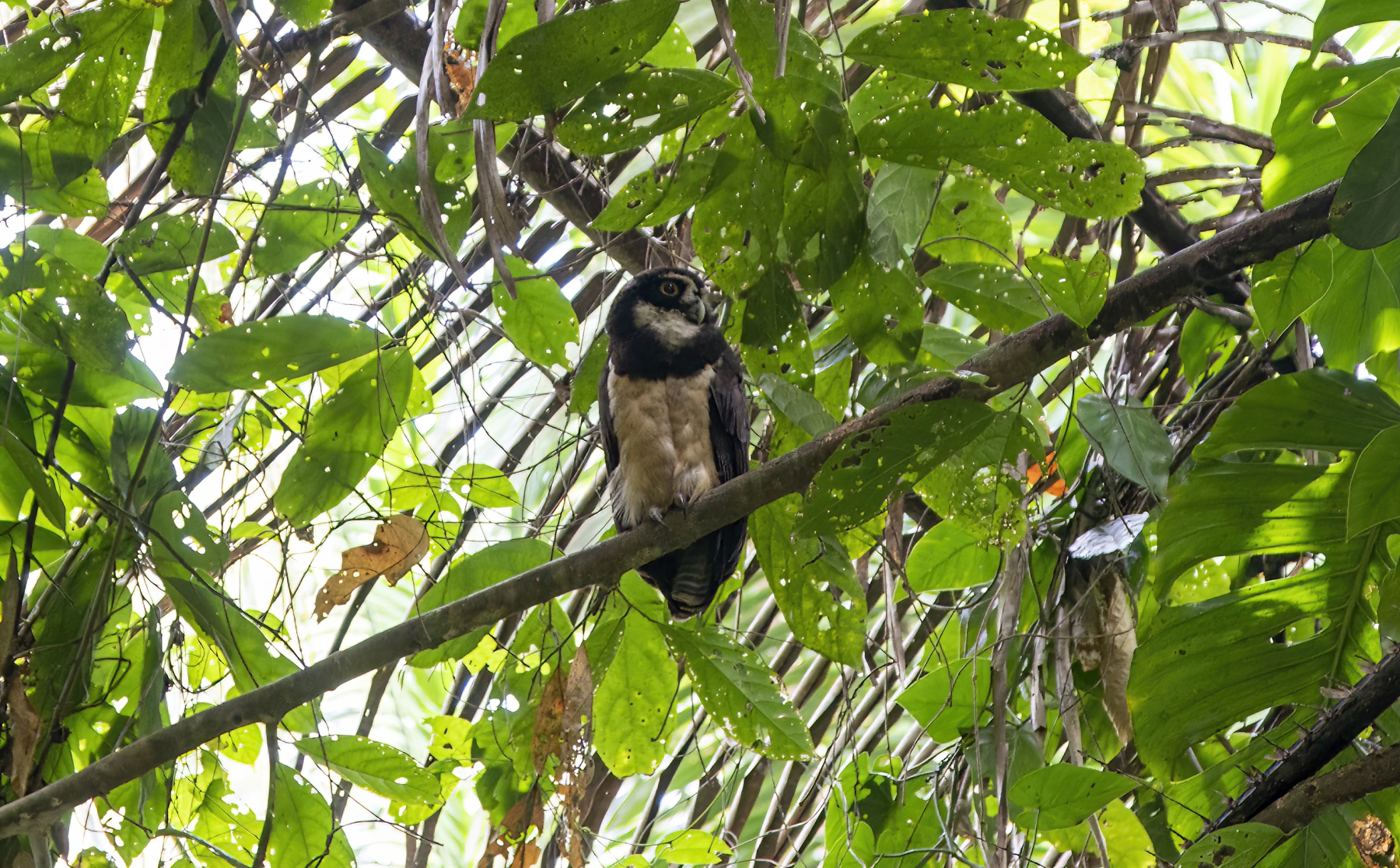 Spectacled Owl, Mayflower Bocawina National Park, Belize